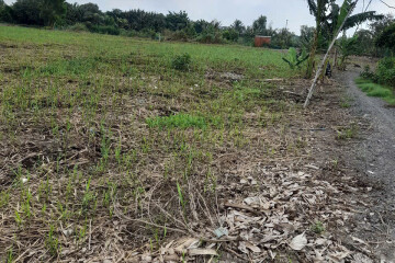 Bán Đất Lúa Lâu Năm View Sông Đẹp – Lộc Hậu, Cần Giuộc, Long An